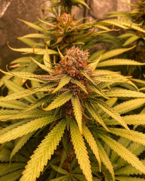 Fruity Durban | Living Soil Test. Week 11