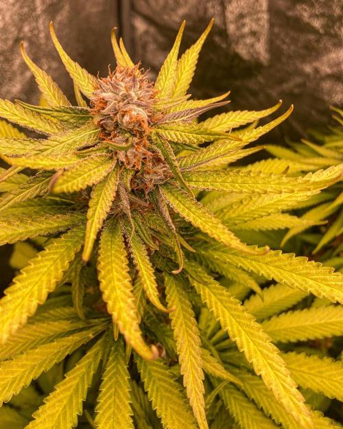 Fruity Durban | Living Soil Test. Week 11
