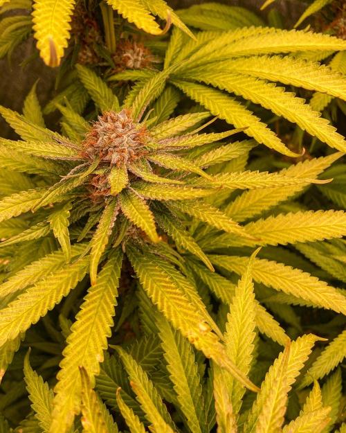 Fruity Durban | Living Soil Test. Week 11