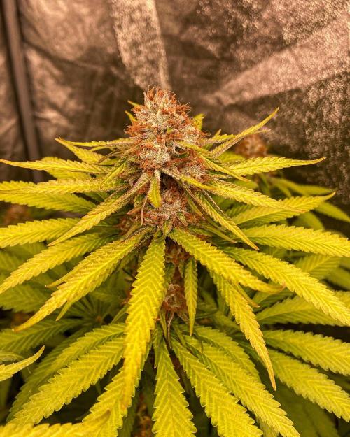 Fruity Durban | Living Soil Test. Week 11