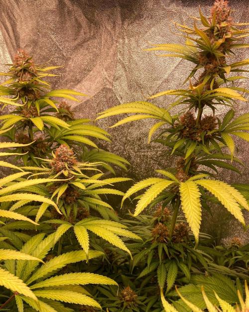 Fruity Durban | Living Soil Test. Week 11