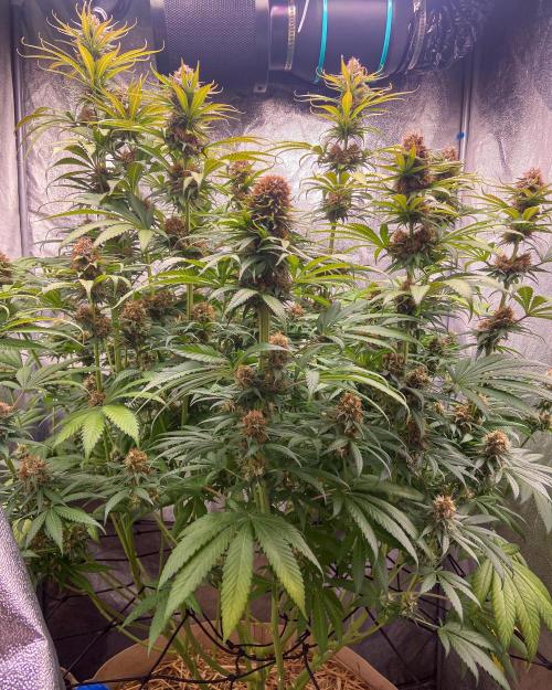 Fruity Durban | Living Soil Test. Week 11