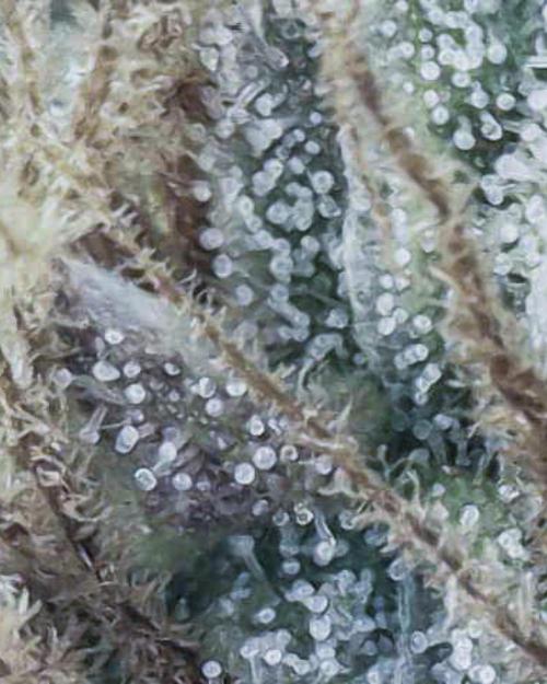 Fruity Durban | Living Soil Test. Week 11