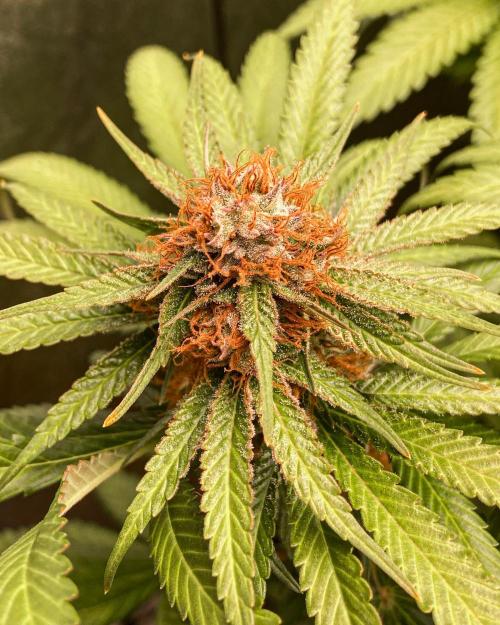 Fruity Durban | Living Soil Test. Week 11