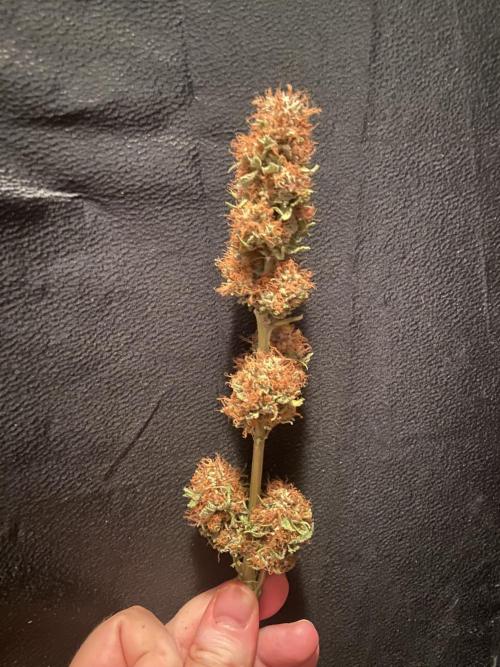 Fruity Durban | Living Soil Test. Week 12