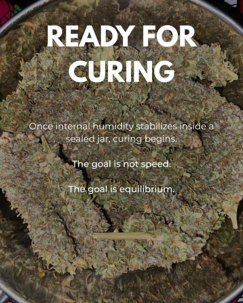 Fruity Durban | Living Soil Test. Week 12