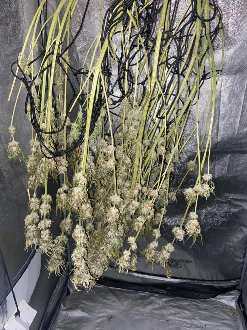 Fruity Durban | Living Soil Test. Week 12