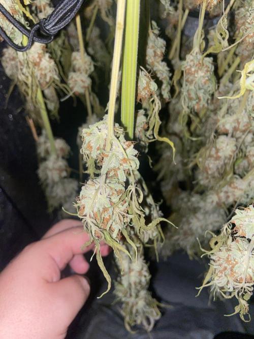Fruity Durban | Living Soil Test. Week 12