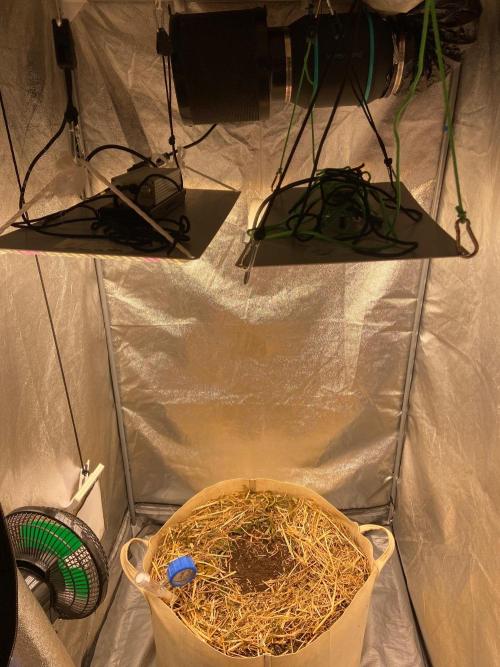Bubba Kush - CSI. Week 0