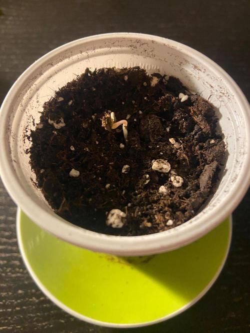 Bubba Kush - CSI. Week 0