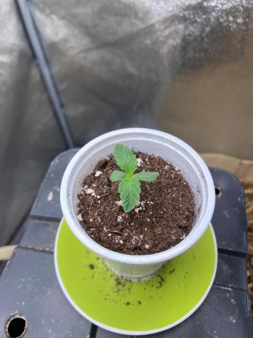 Bubba Kush - CSI. Week 1