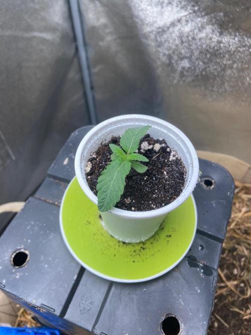 Bubba Kush - CSI. Week 1