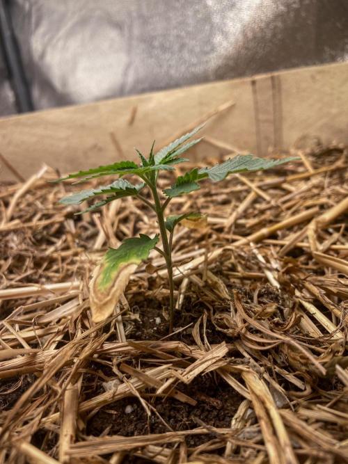 Bubba Kush - CSI. Week 3