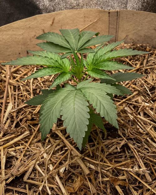 Bubba Kush - CSI. Week 4