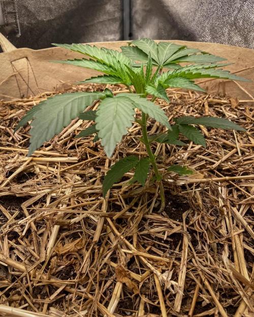 Bubba Kush - CSI. Week 4