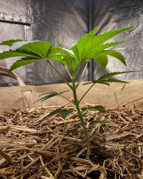 Bubba Kush - CSI. Week 4