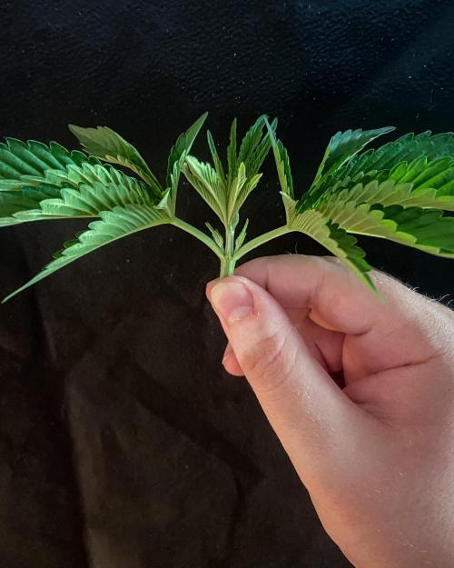 Bubba Kush - CSI. Week 5