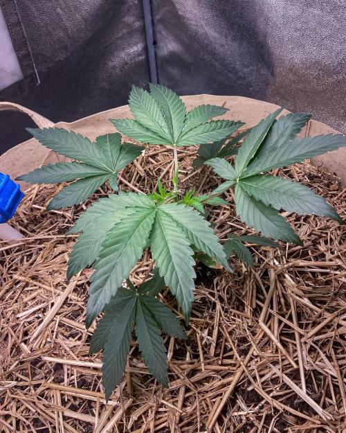 Bubba Kush - CSI. Week 5