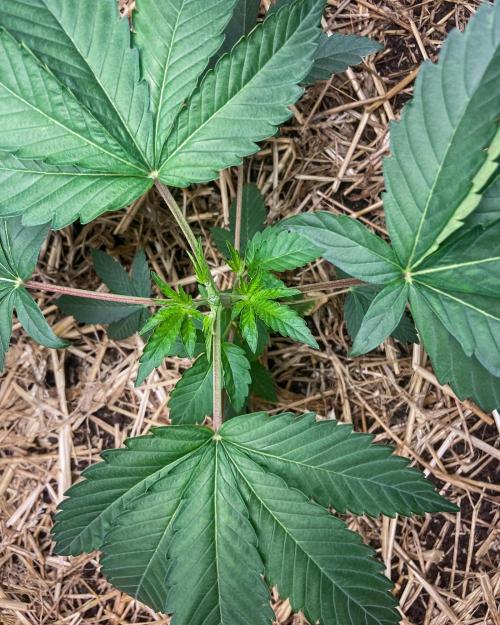 Bubba Kush - CSI. Week 5