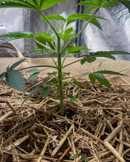 Bubba Kush - CSI. Week 5