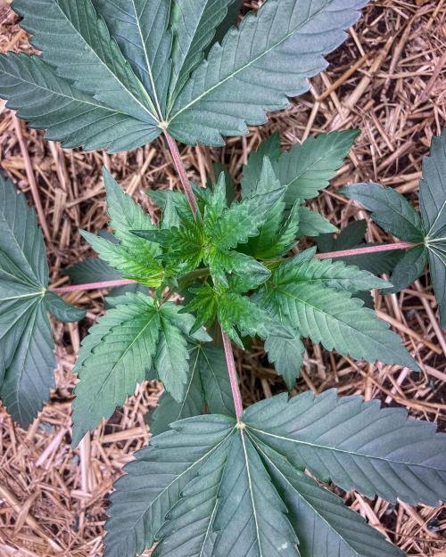 Bubba Kush - CSI. Week 5
