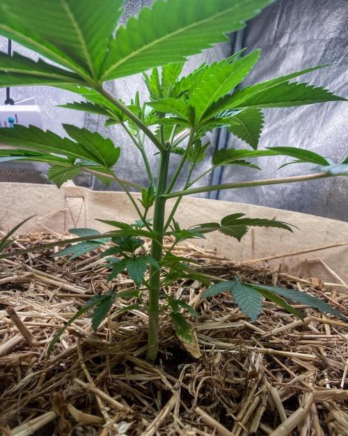 Bubba Kush - CSI. Week 5
