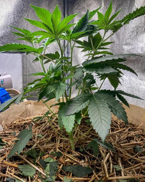 Bubba Kush - CSI. Week 6