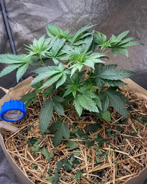 Bubba Kush - CSI. Week 6