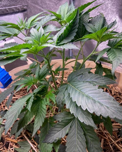 Bubba Kush - CSI. Week 6
