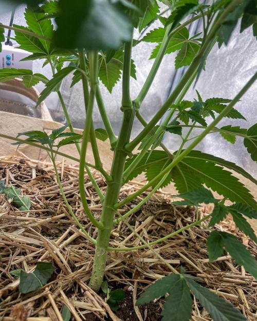 Bubba Kush - CSI. Week 6