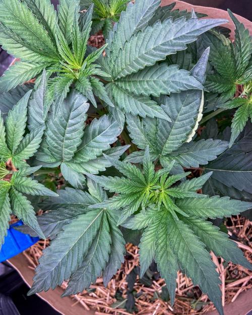 Bubba Kush - CSI. Week 6
