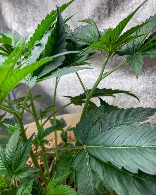 Bubba Kush - CSI. Week 6