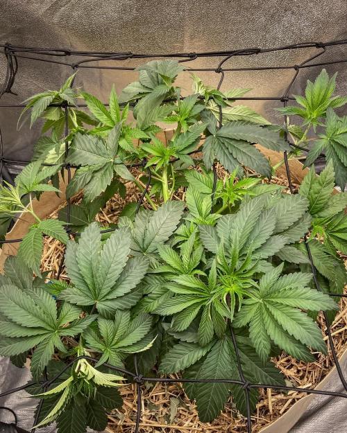 Bubba Kush - CSI. Week 7