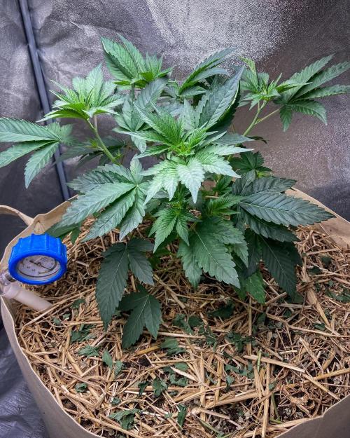 Bubba Kush - CSI. Week 7