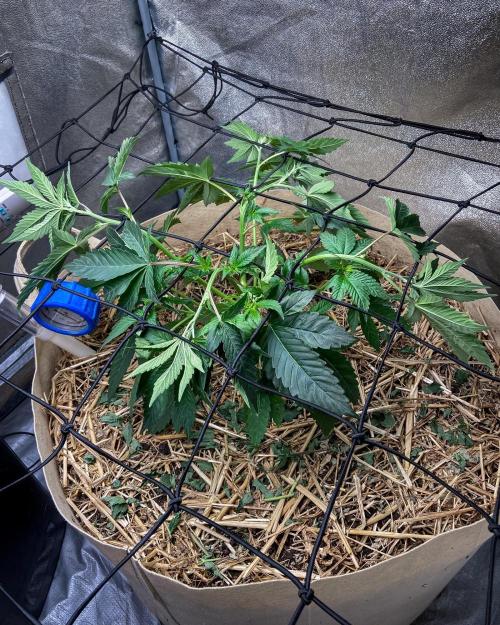 Bubba Kush - CSI. Week 7