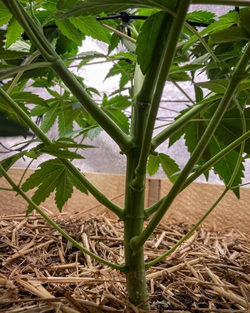 Bubba Kush - CSI. Week 7