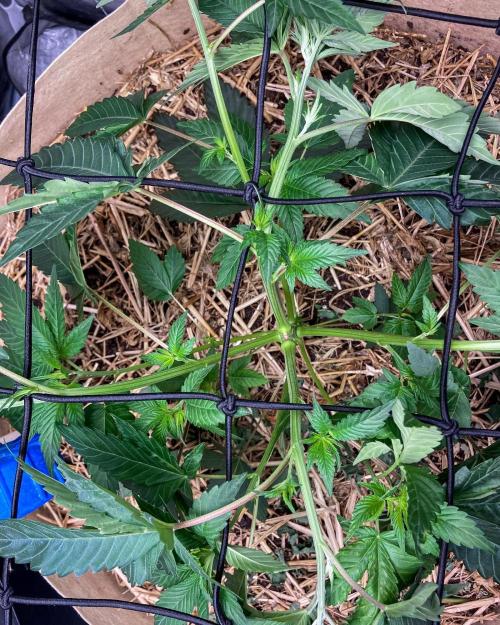 Bubba Kush - CSI. Week 7