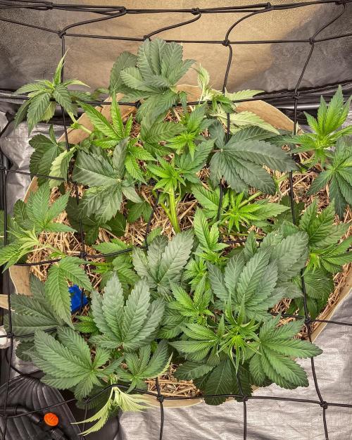 Bubba Kush - CSI. Week 7