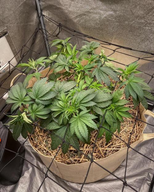 Bubba Kush - CSI. Week 7