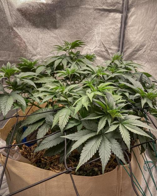 Bubba Kush - CSI. Week 8