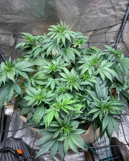 Bubba Kush - CSI. Week 8