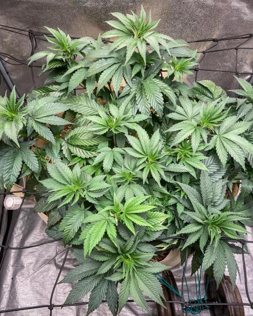 Bubba Kush - CSI. Week 8