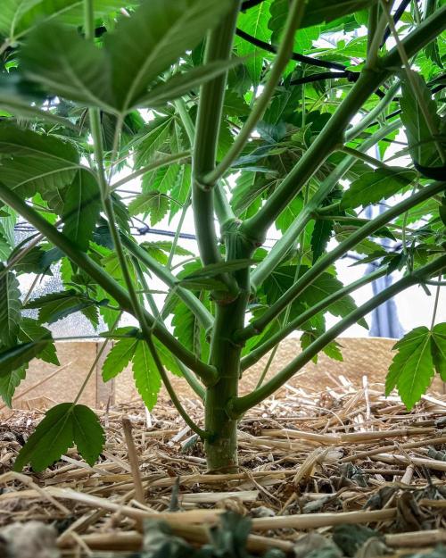 Bubba Kush - CSI. Week 8