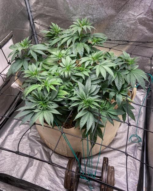 Bubba Kush - CSI. Week 8
