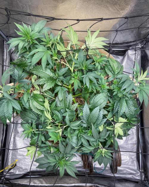 Bubba Kush - CSI. Week 8