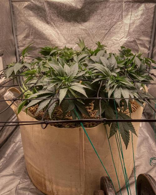 Bubba Kush - CSI. Week 8