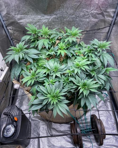Bubba Kush - CSI. Week 9