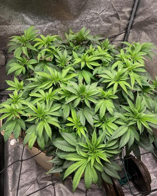Bubba Kush - CSI. Week 9