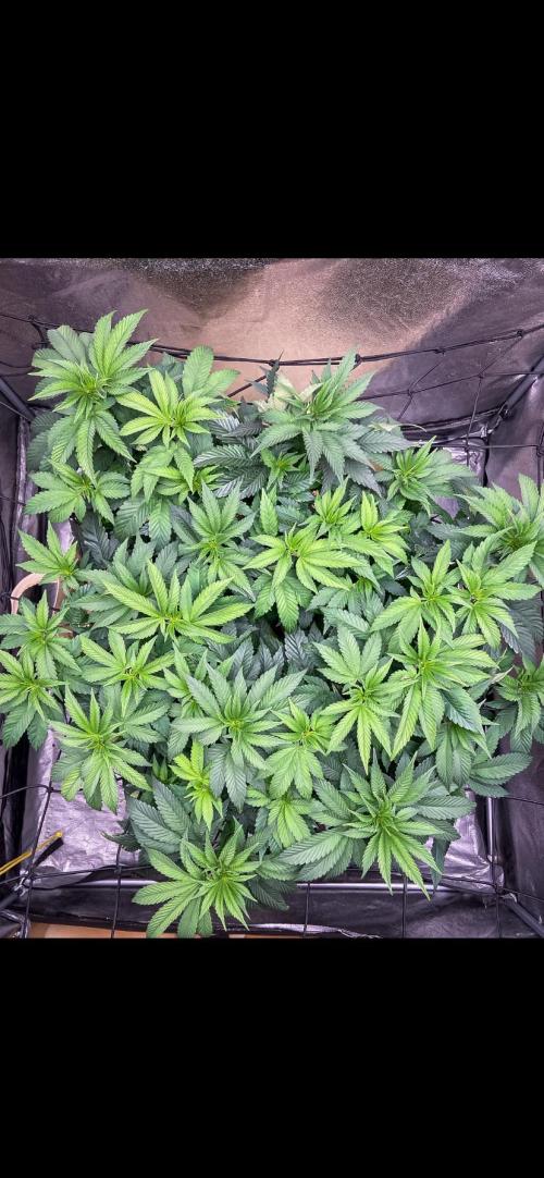 Bubba Kush - CSI. Week 9