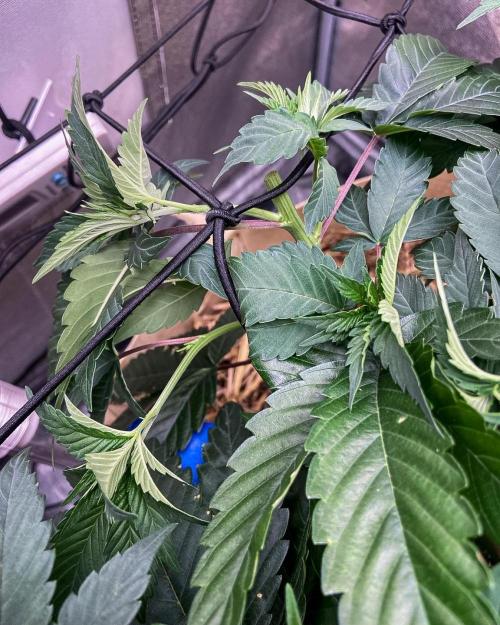 Bubba Kush - CSI. Week 9